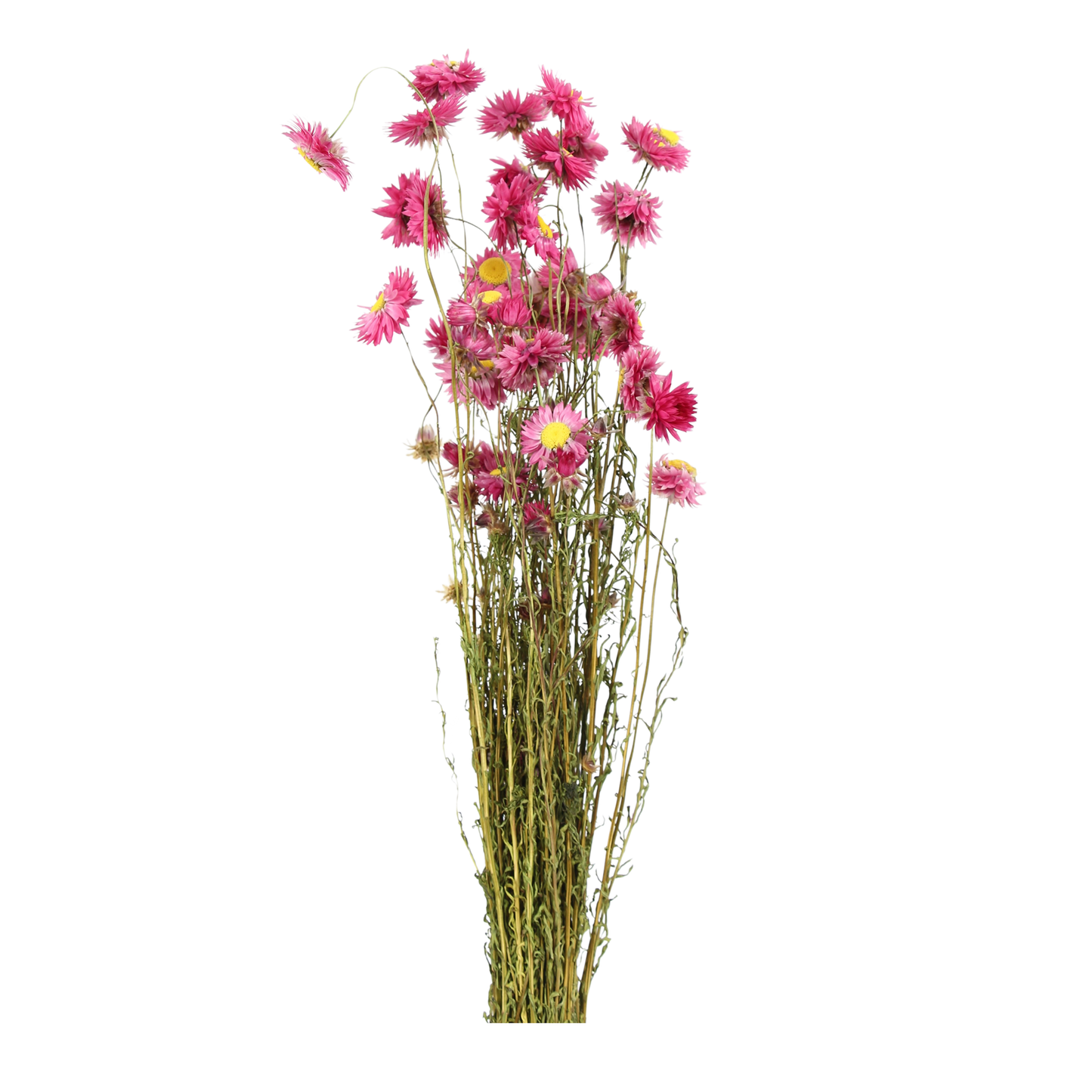 helipterum - pink