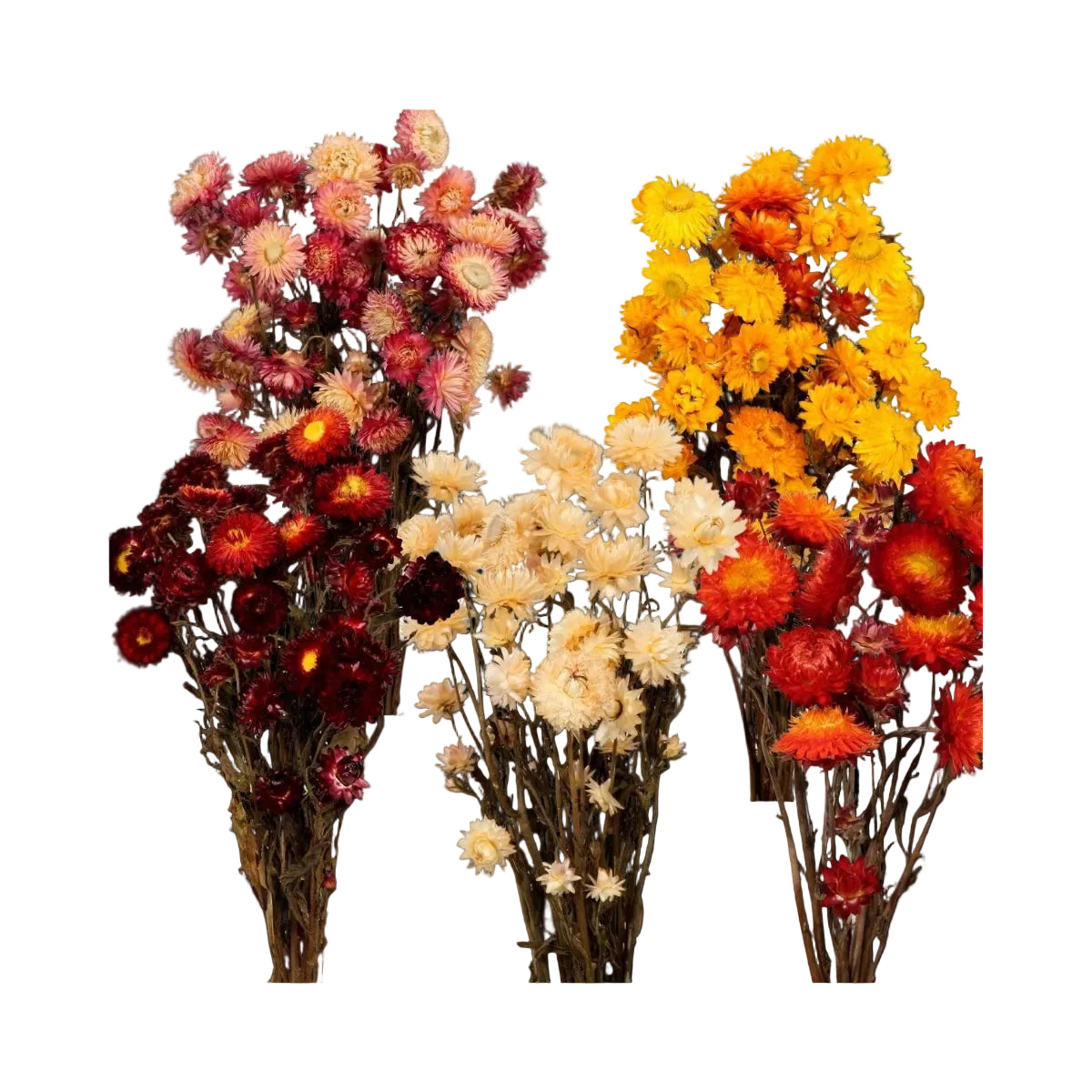 helichrysum mixed case 15 bunches