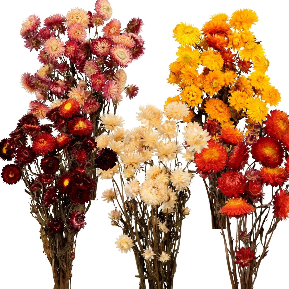 helichrysum mixed case 15 bunches