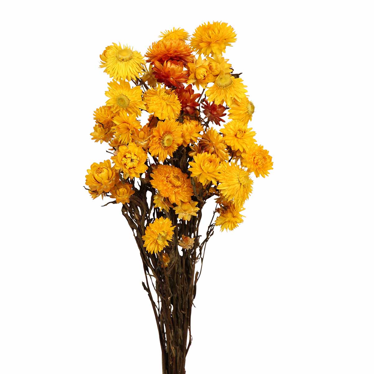 helichrysum - yellow