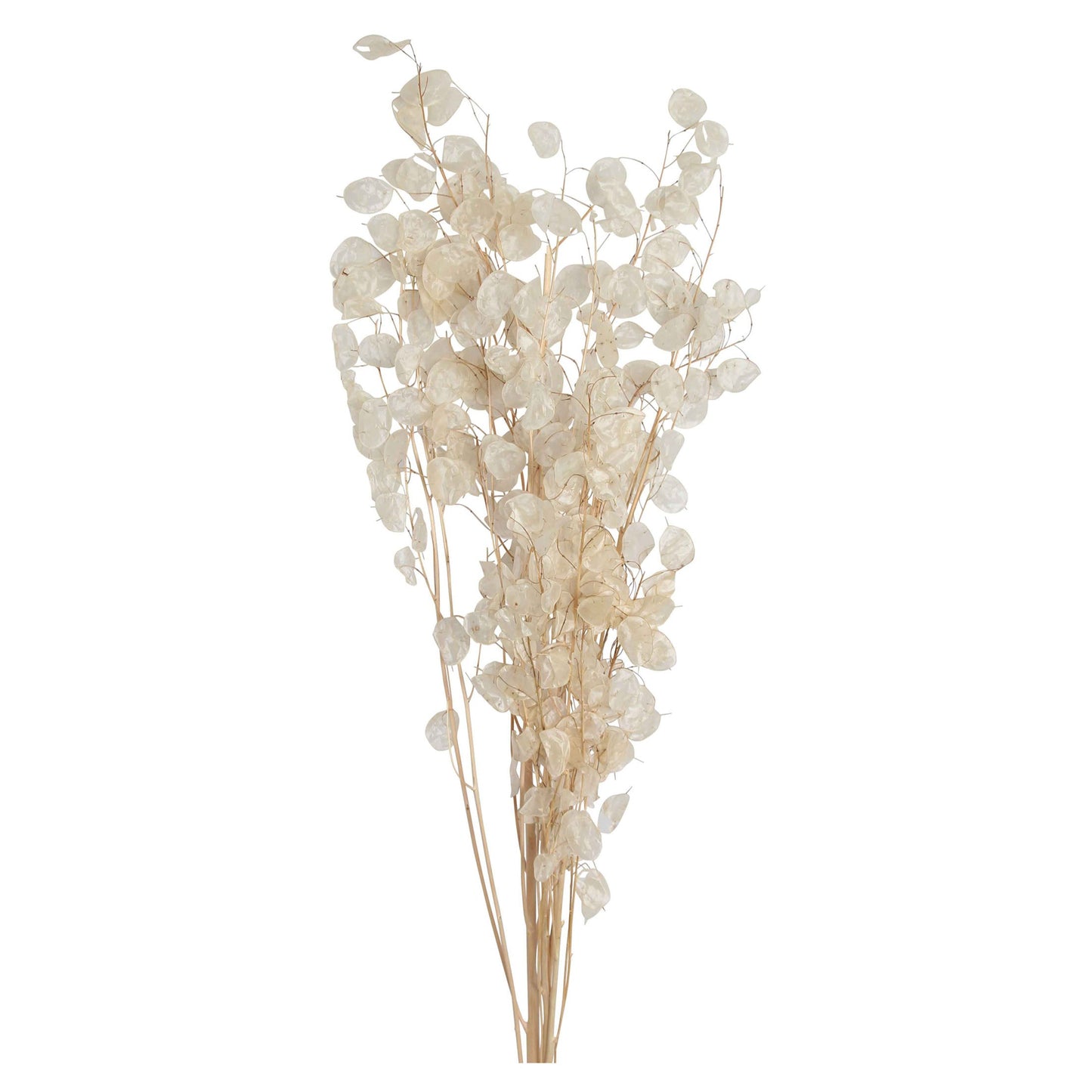 lunaria - natural - 5 stem