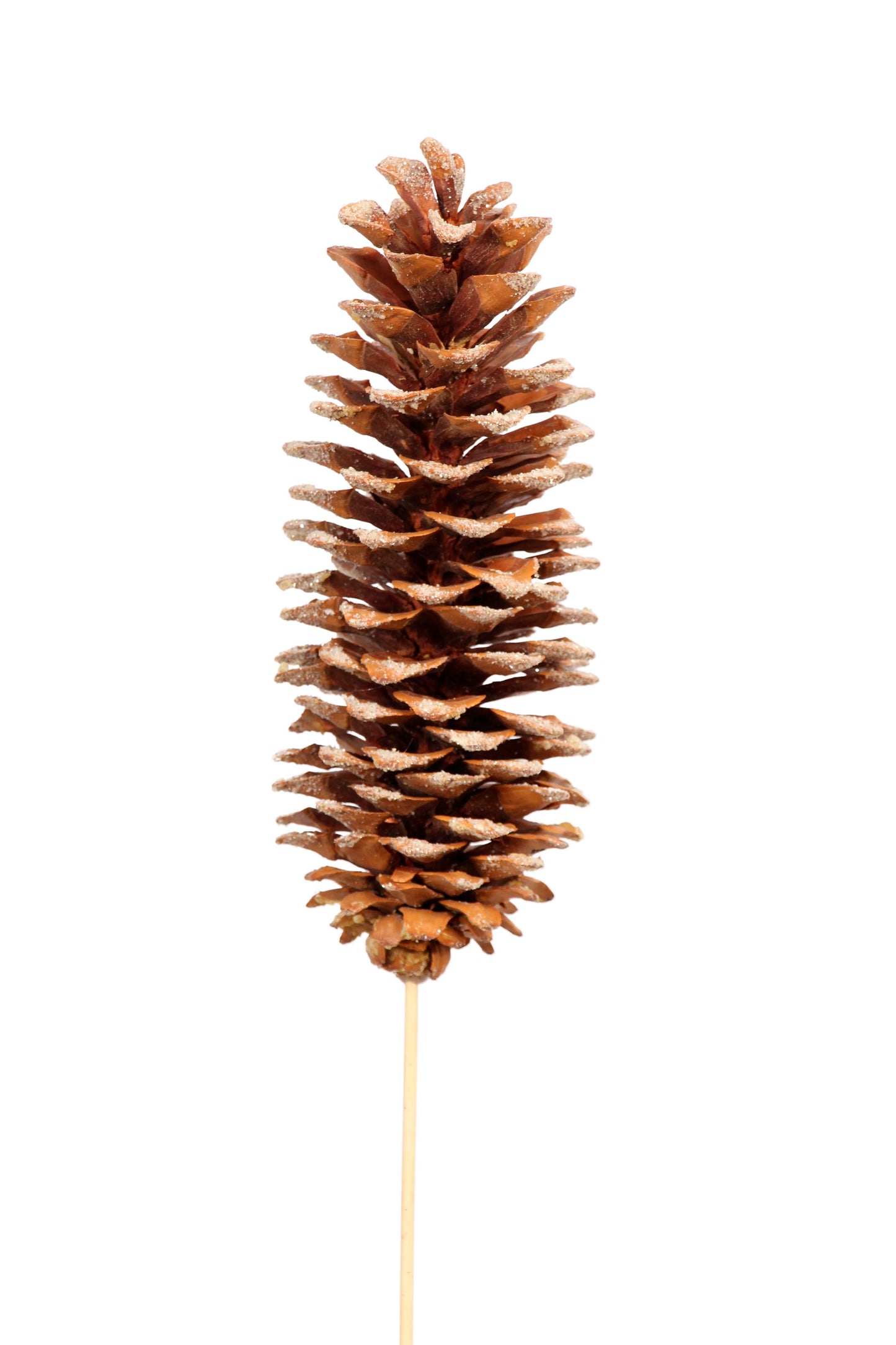 sugar pine cones - 1 stem - frosted