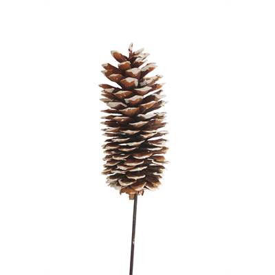 sugar pine cones - 1 stem - white tip