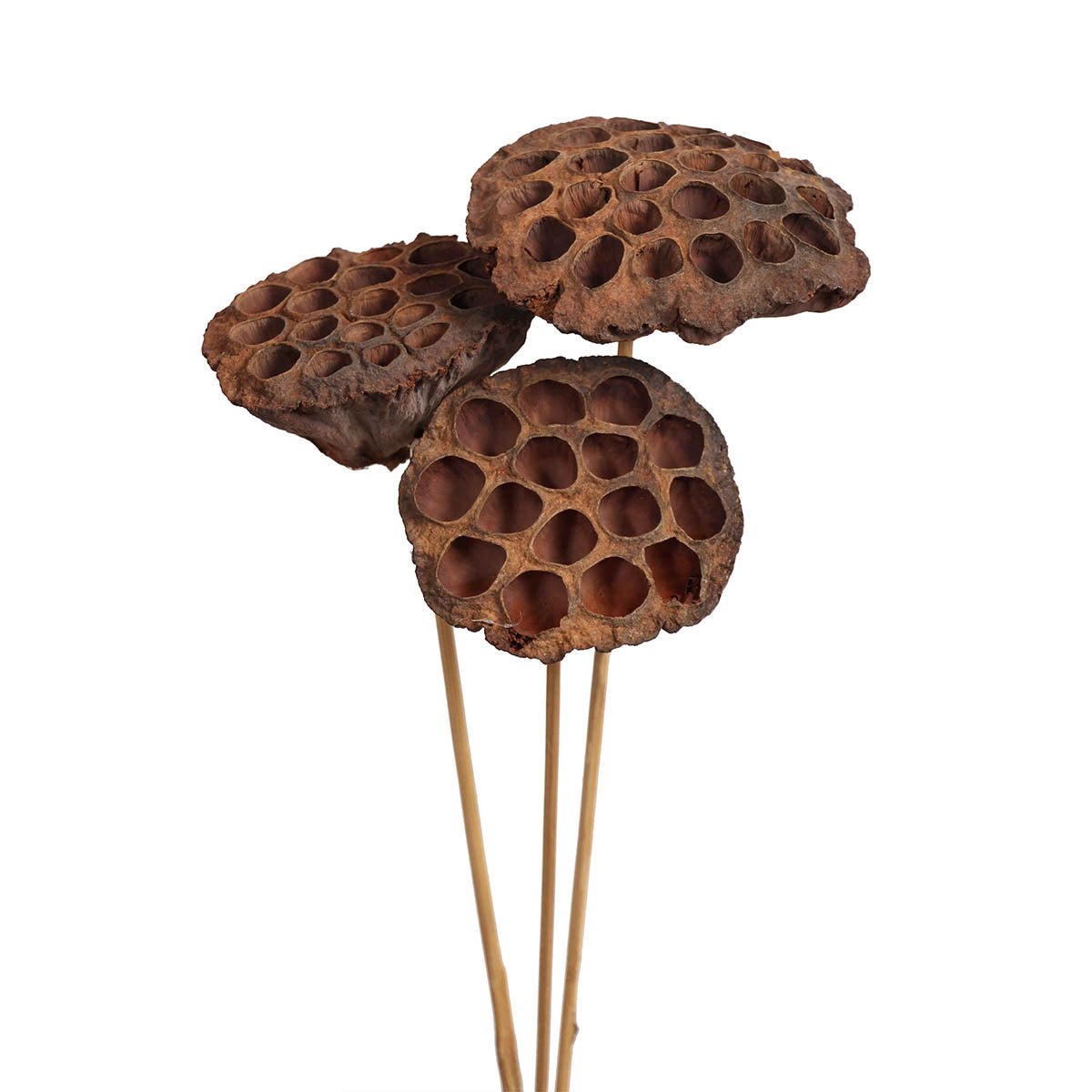 lotus pods - stem - natural - bulk - 125/case