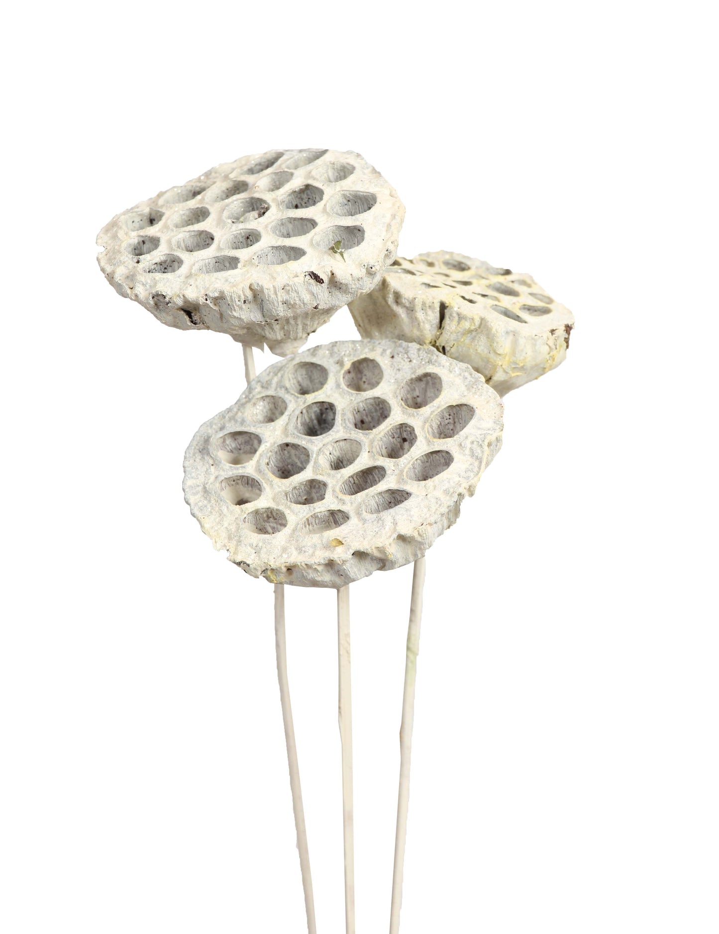 lotus pods - stem - white glitter - bulk - 125/case