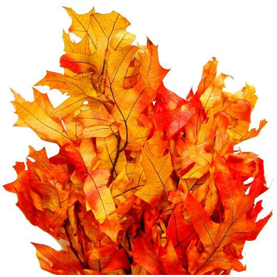 oak leaves - bulk - 80oz/case