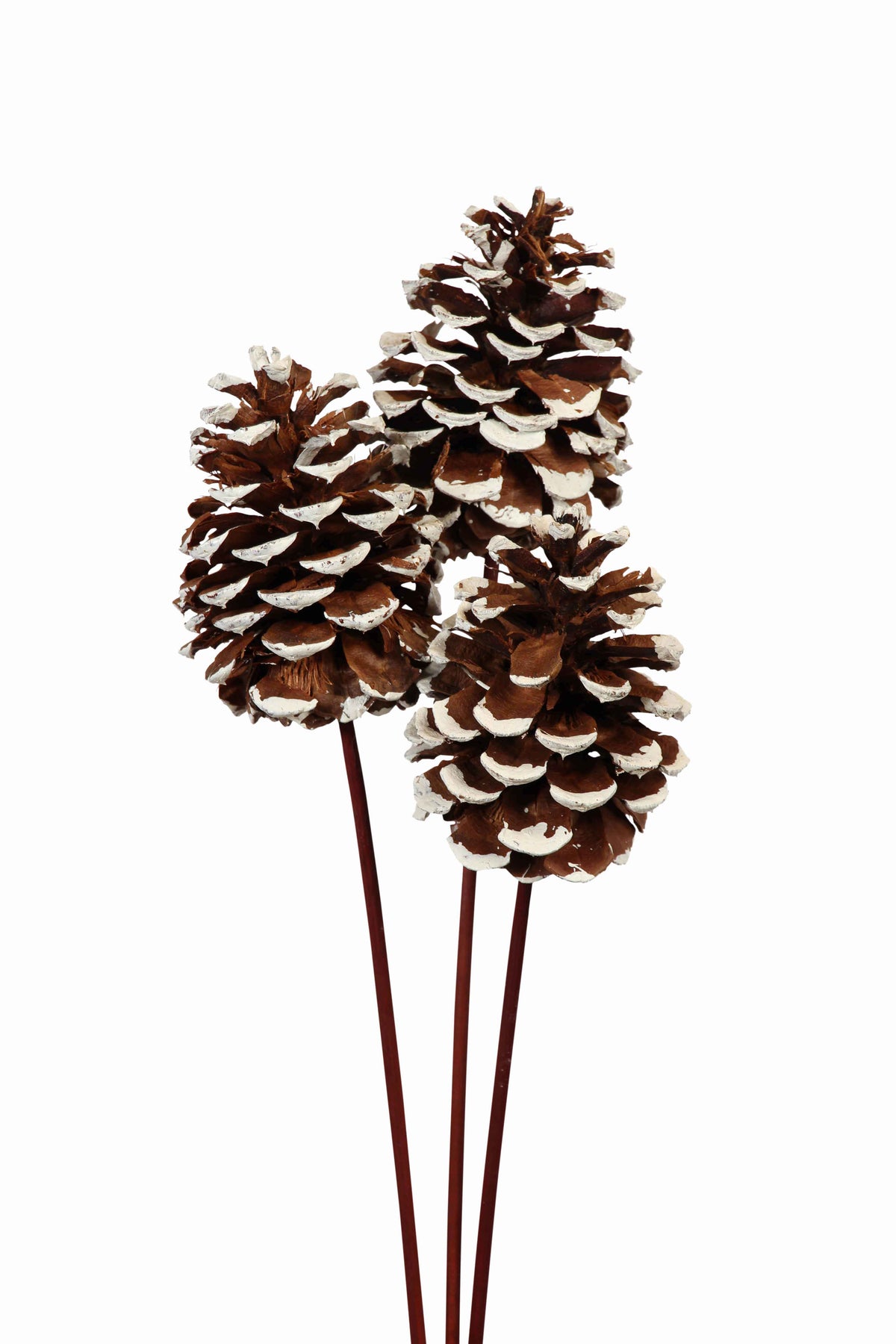pine cones large - 3 stem - white tip