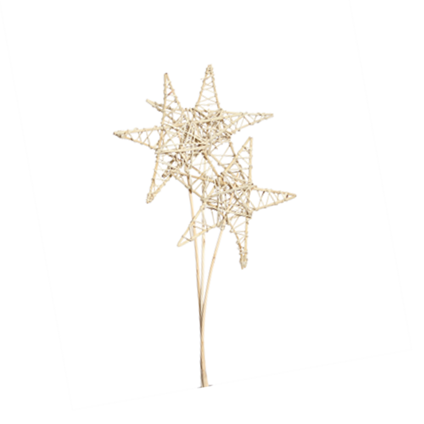 jumbo lata star - 20cm - 3 stem - natural
