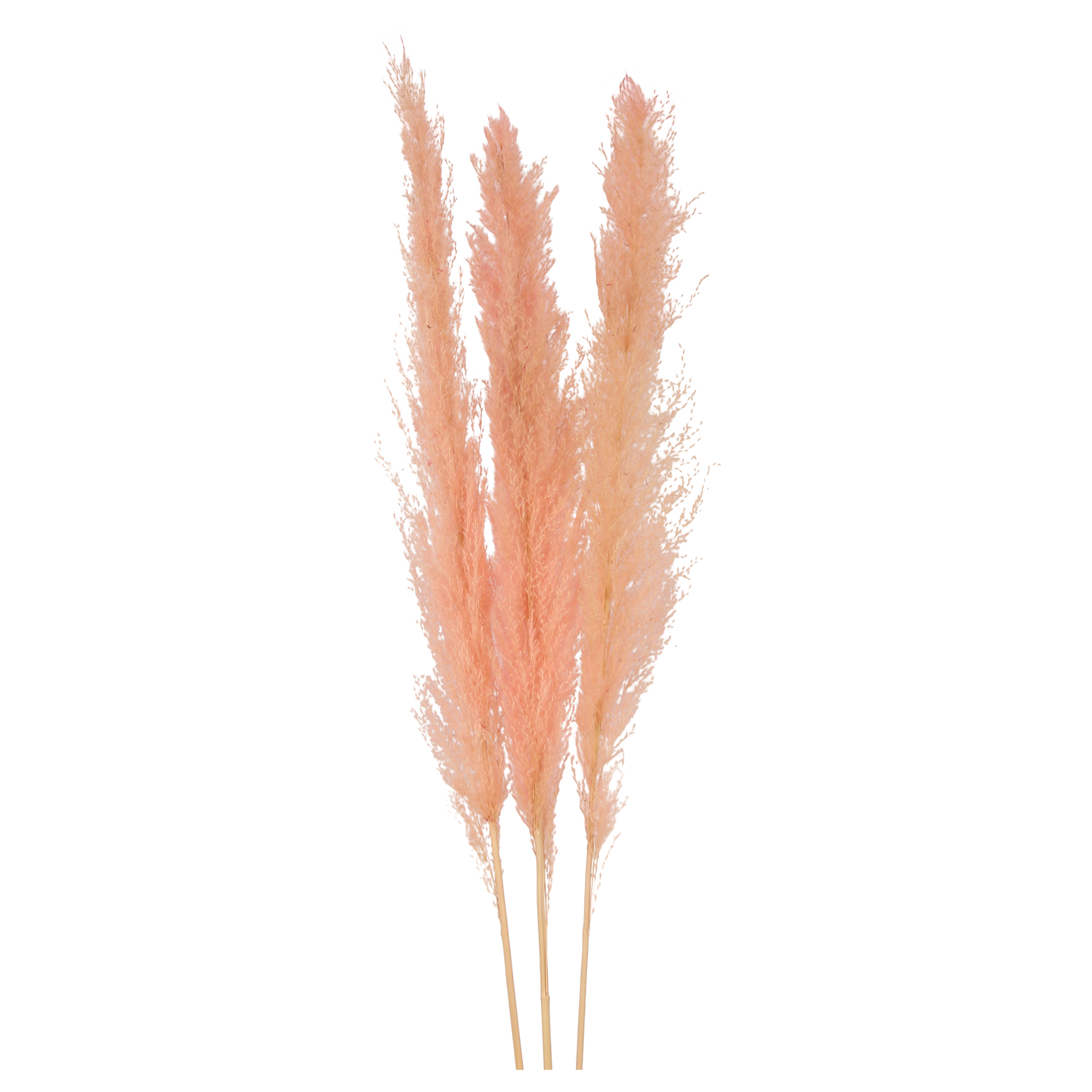 pampas grass - light pink
