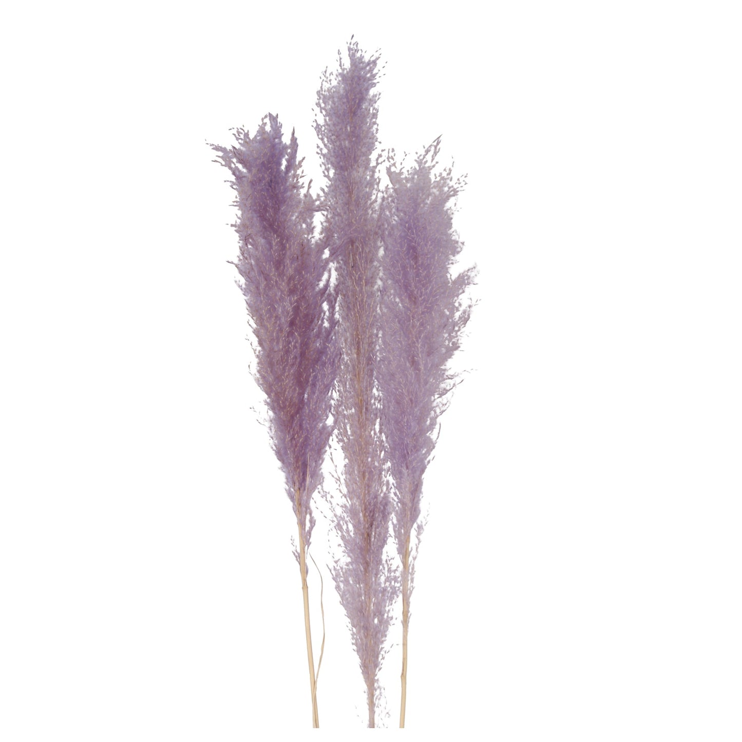 pampas grass - light purple