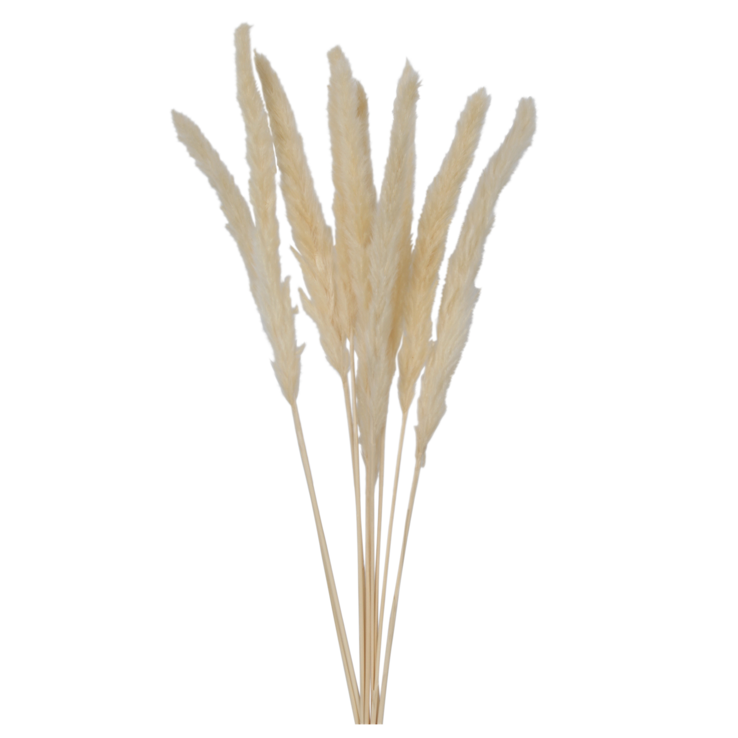 mini pampas grass - bleached