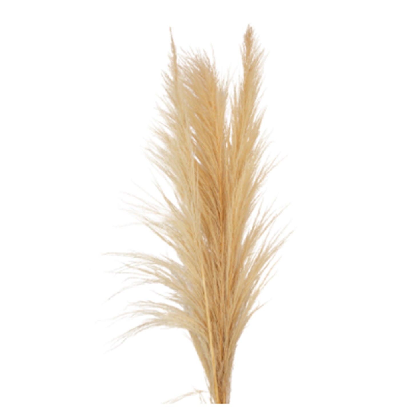 pampas grass sacuara - bleached