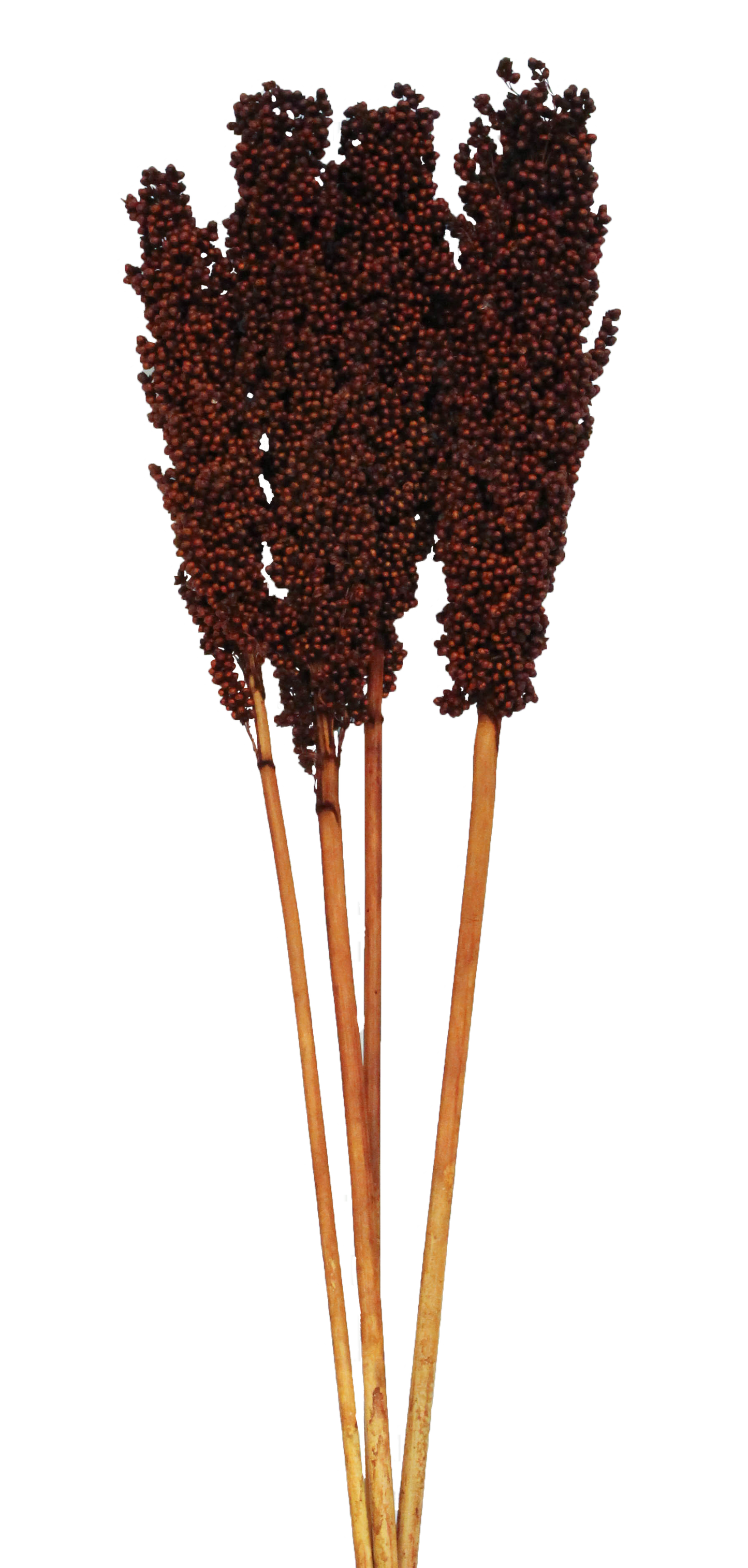 milo (3-4 stem) mahogany