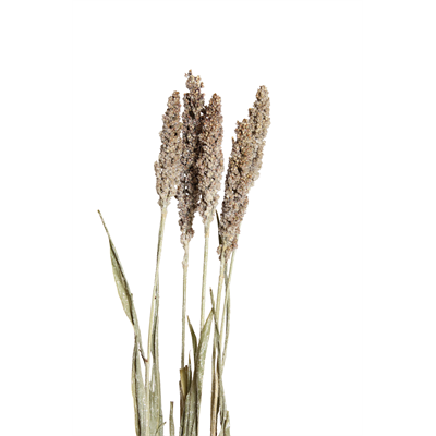 milo - 3-4 stem - frosted glitter