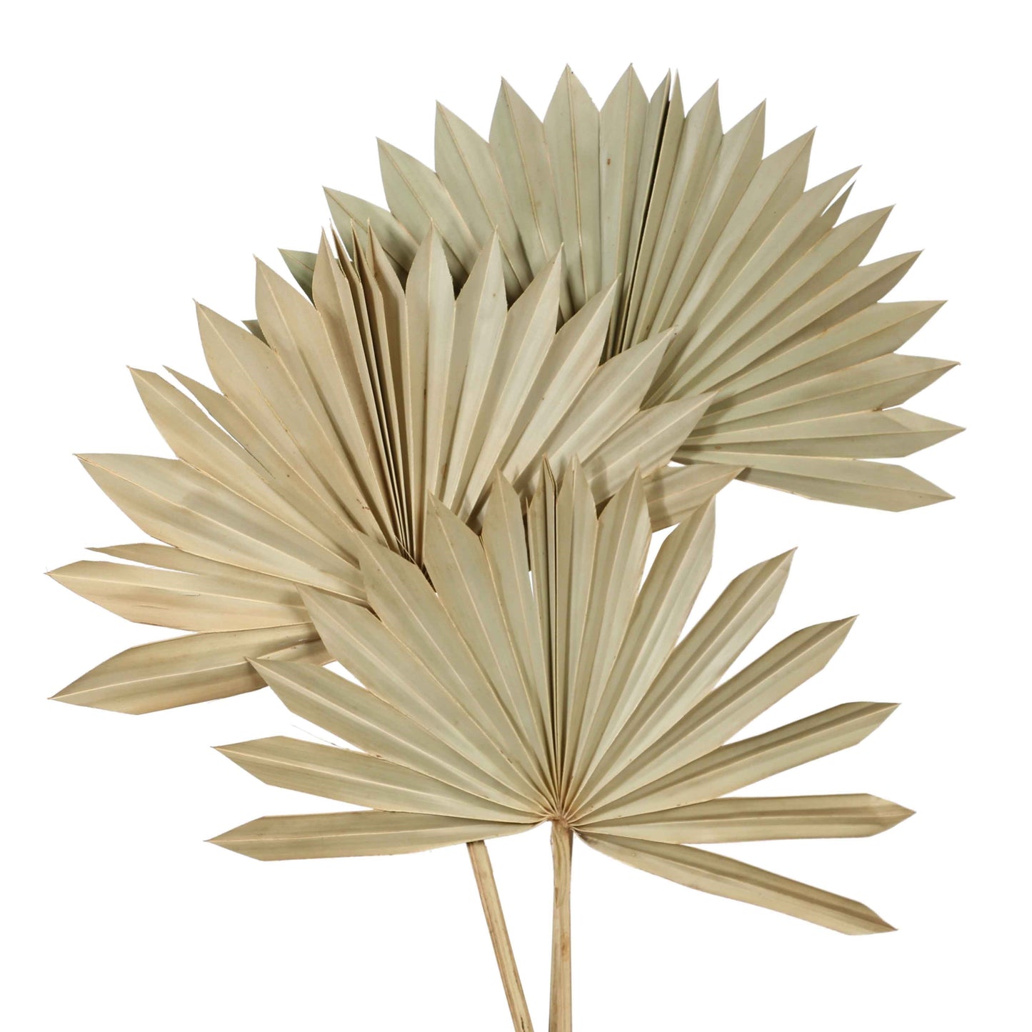 palm leave - sun cut natural - 3 stem