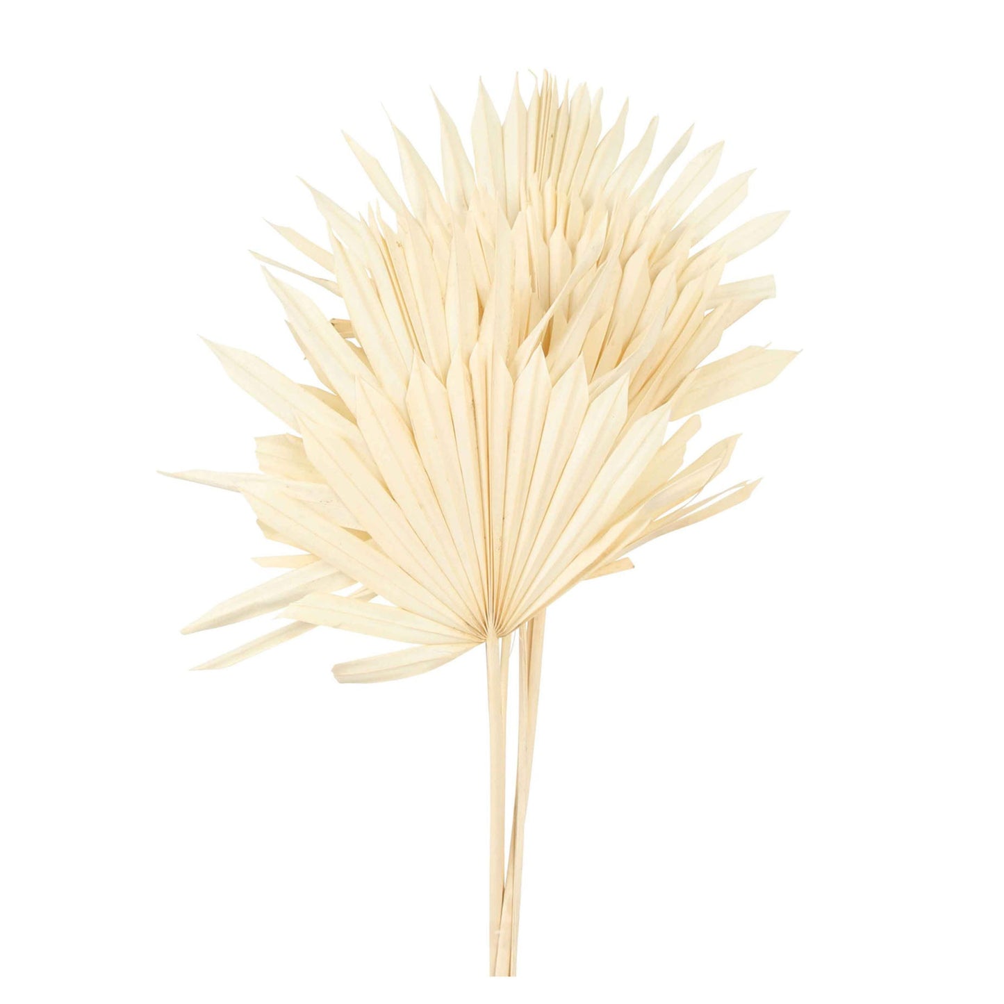 palm leave - sun cut - bleached