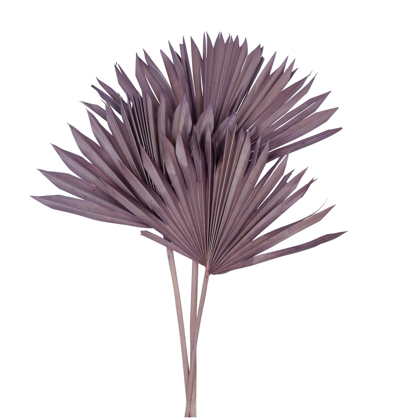 palm leave - sun cut - light purple - 3 stem