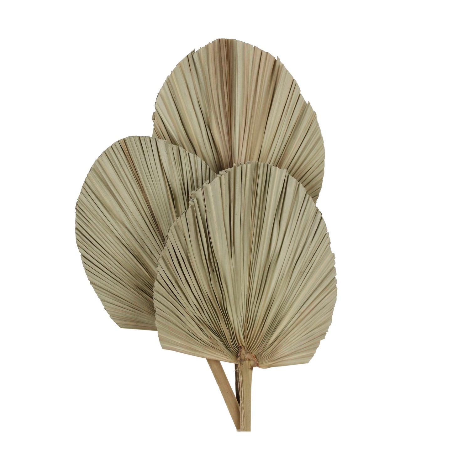 palm leave - jumbo - natural round - 3 pc