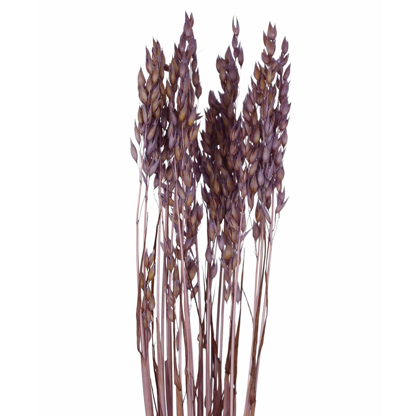 oats - 2oz - light purple