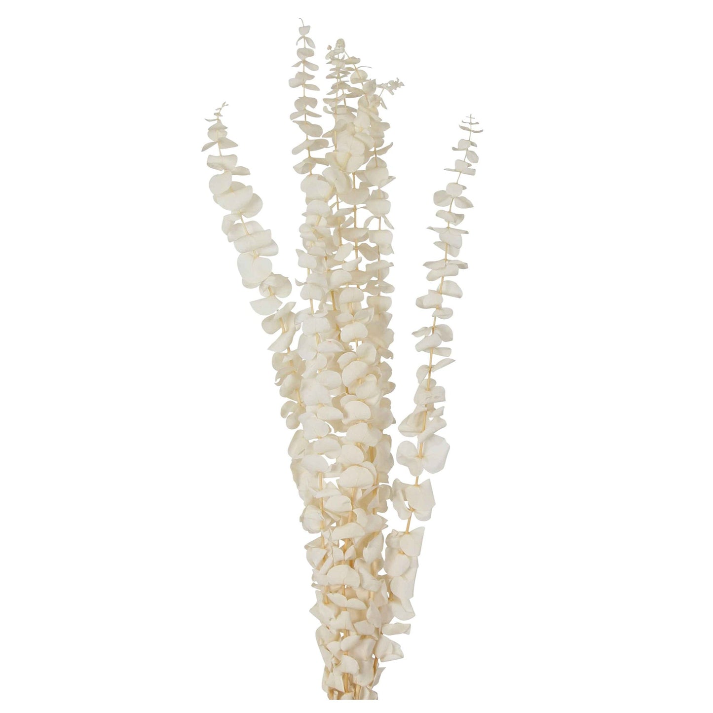 preserved eucalyptus - bleached