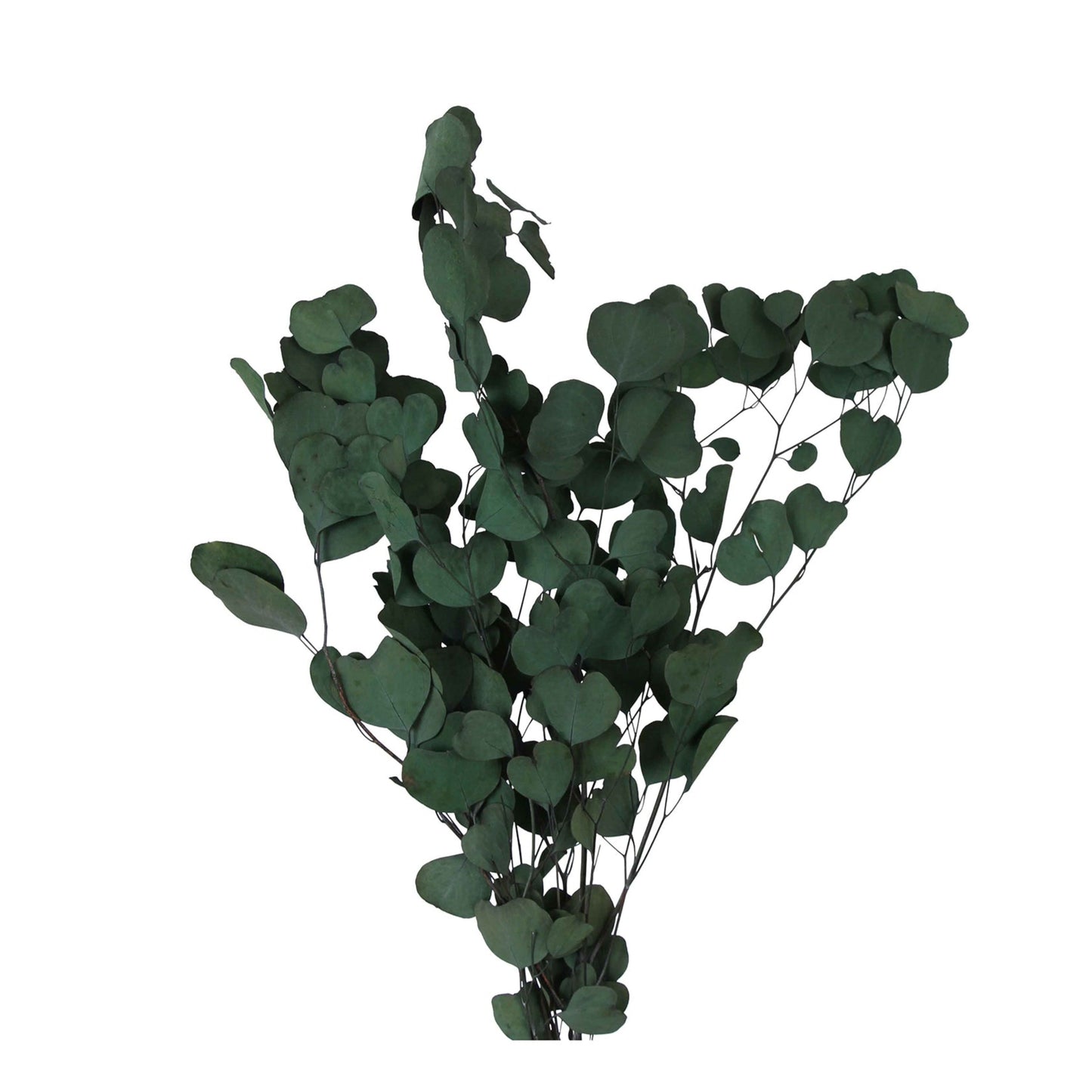 preserved silver dollar eucalyptus - green