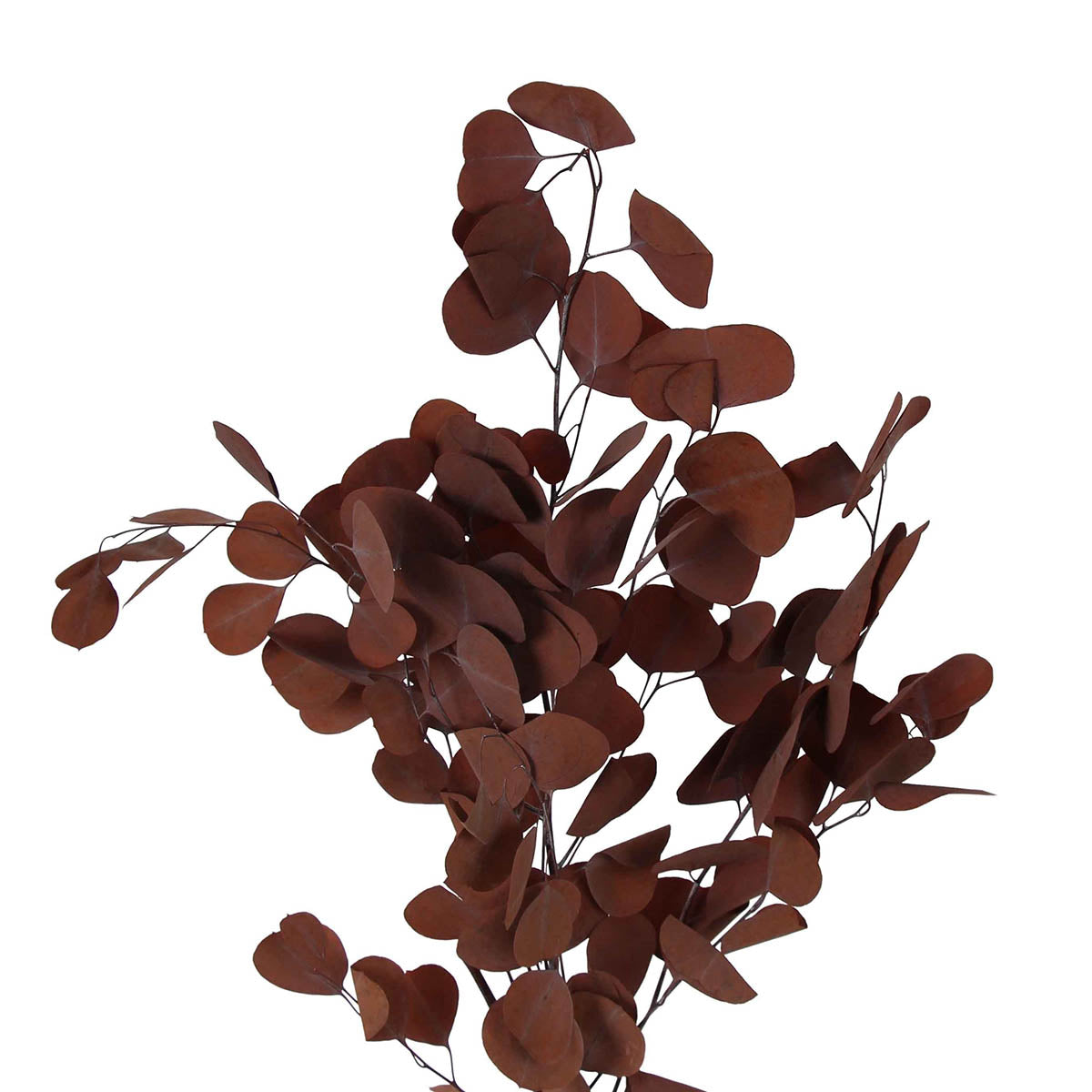 preserved silver dollar eucalyptus - brown