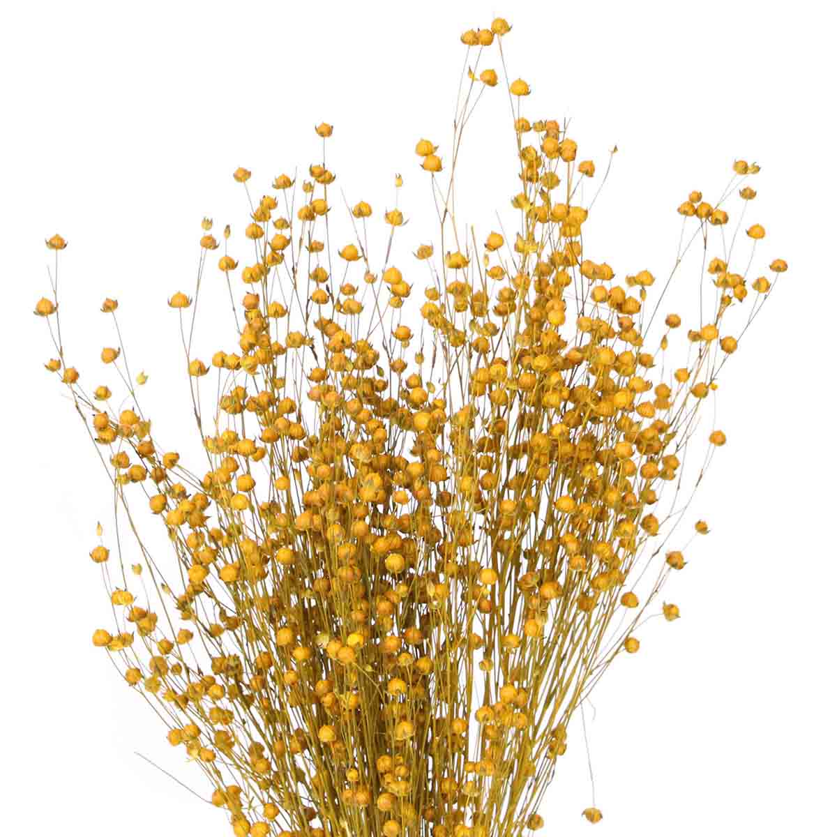 flax (4 oz) yellow