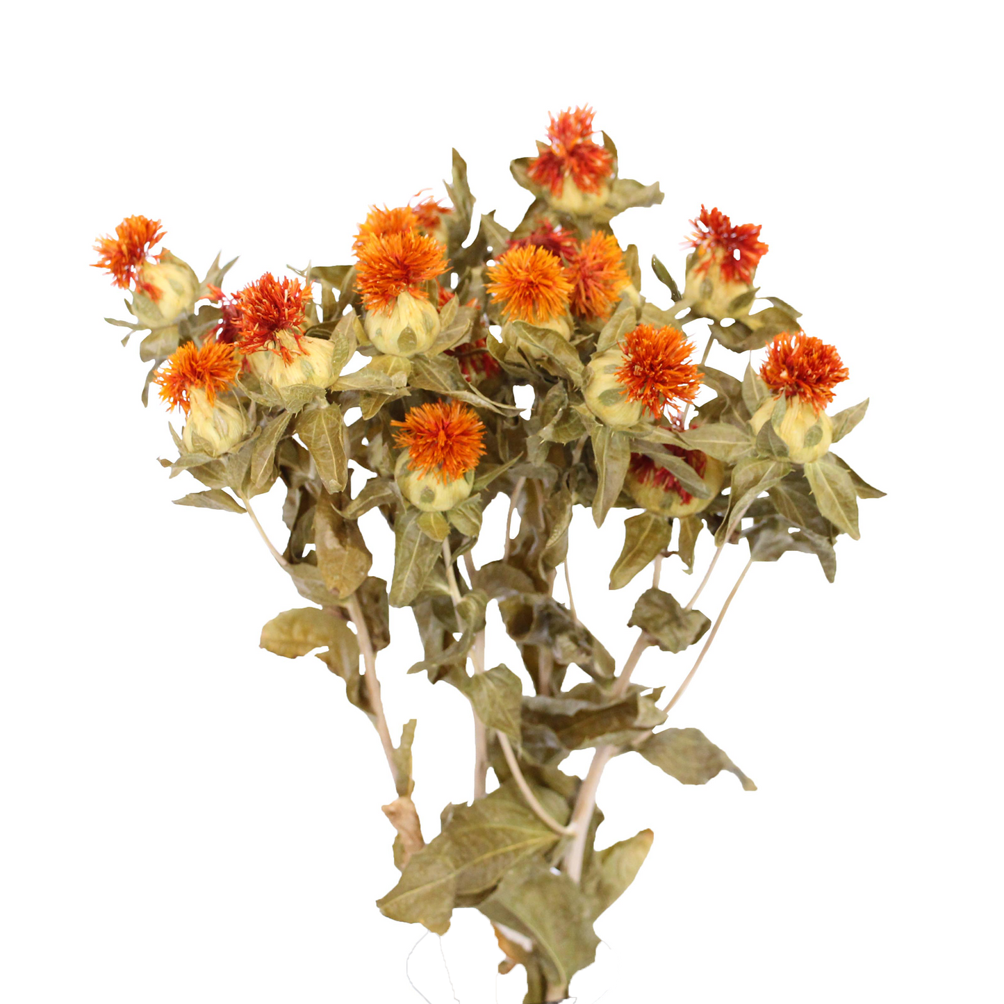 carthemus - natural orange