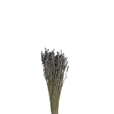 lavender bunch (consumer size)