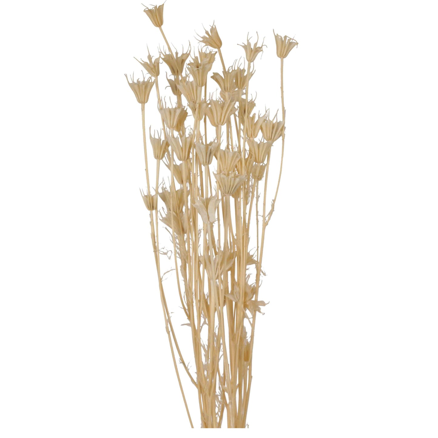 nigella orientalis - bleached - 2 oz