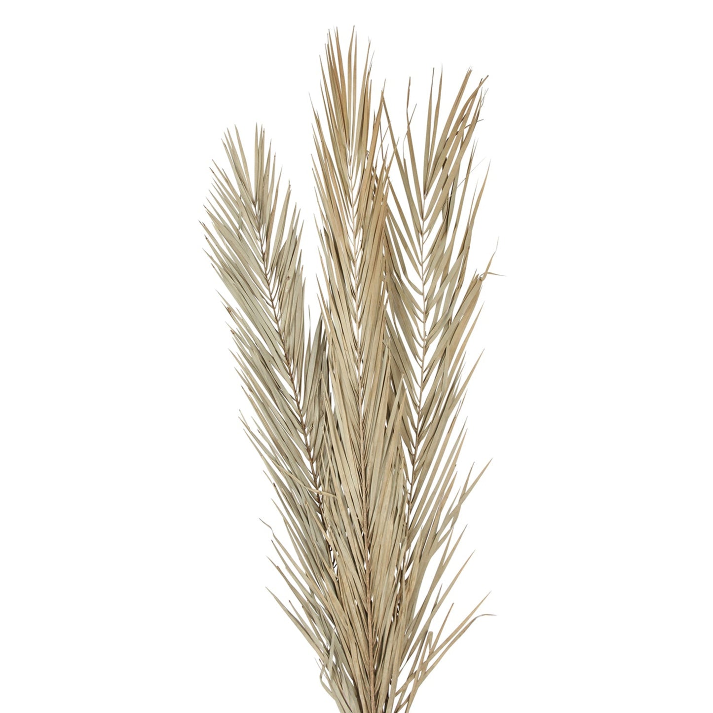 khejur leaves - natural