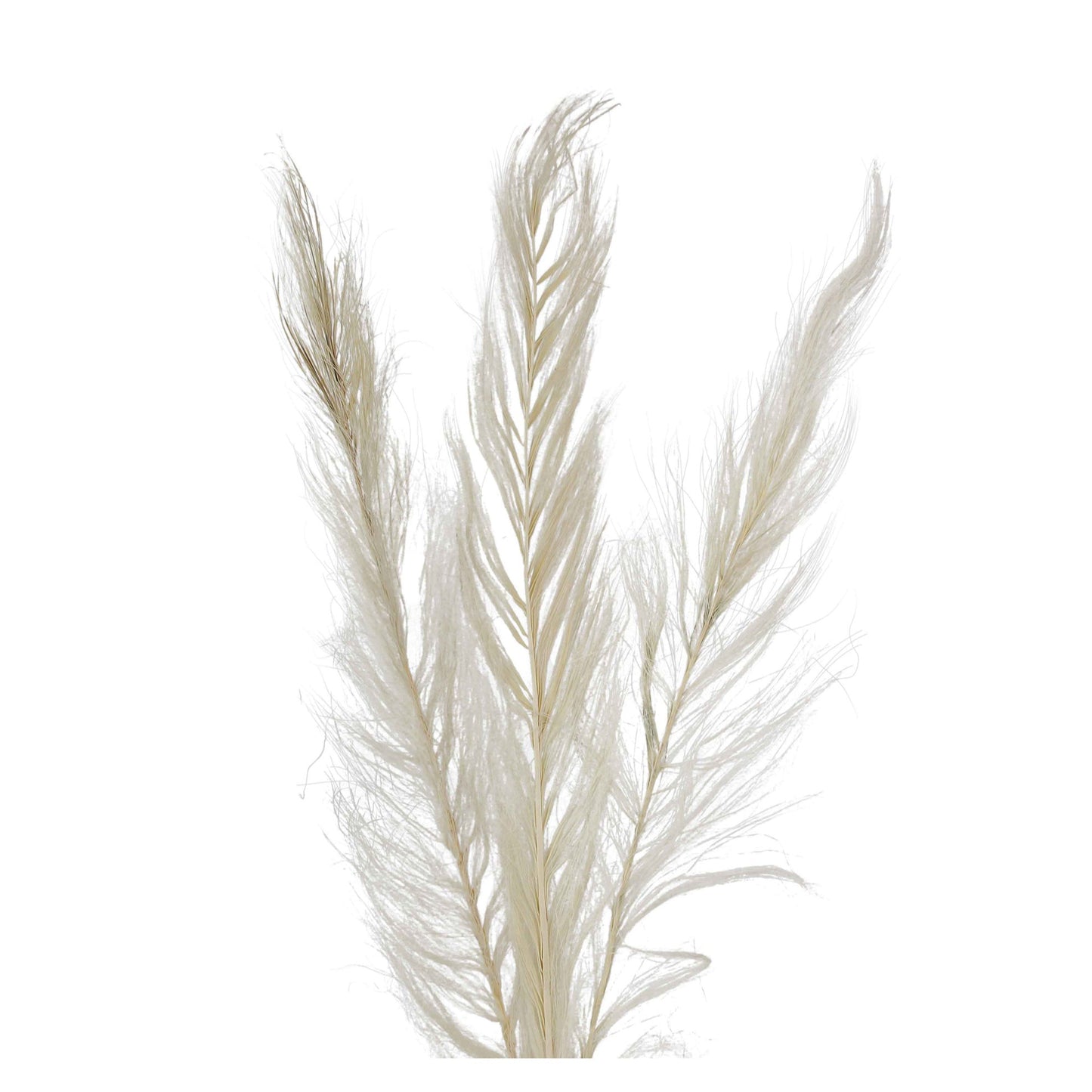 khejur feather - bleached