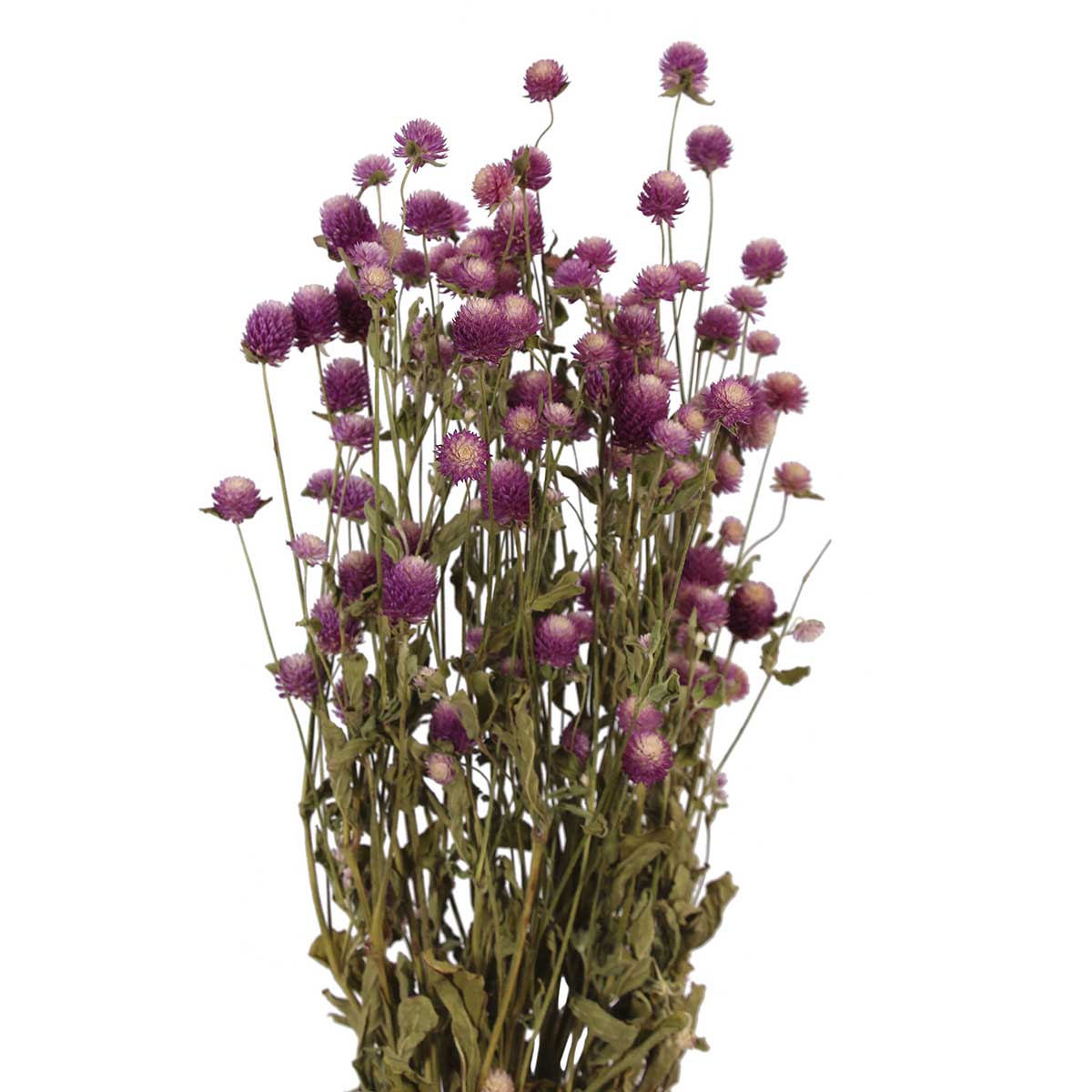 globe amaranth - pink