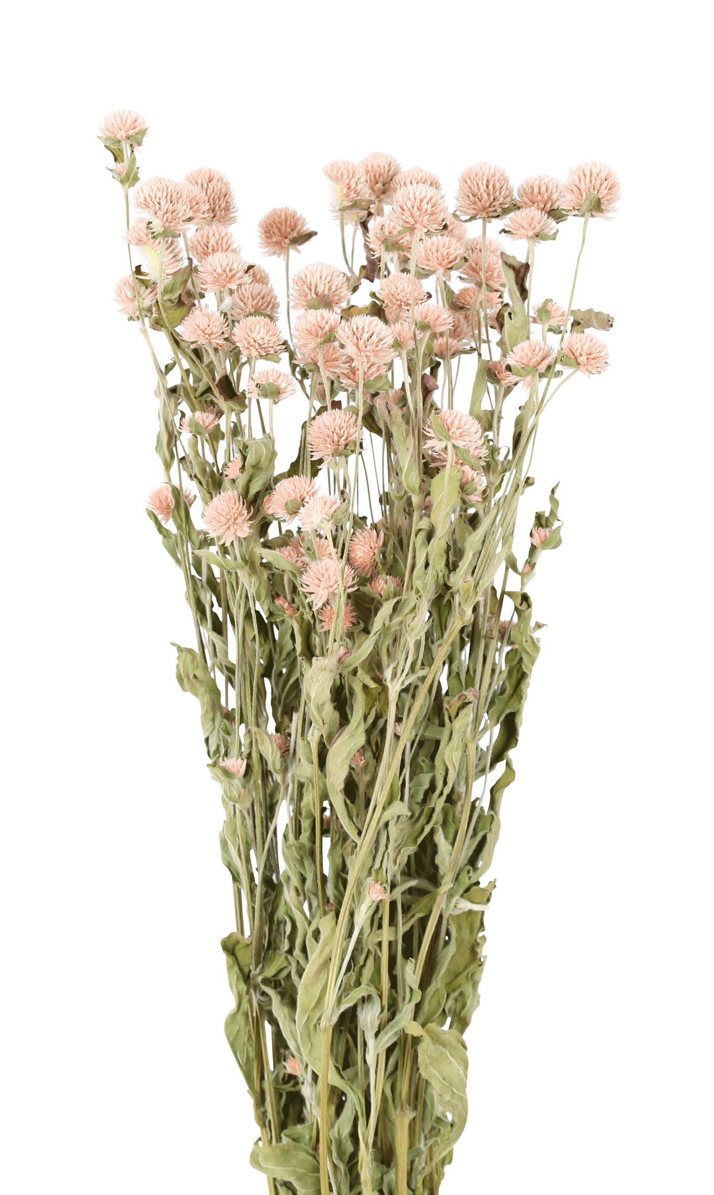 globe amaranth - peach