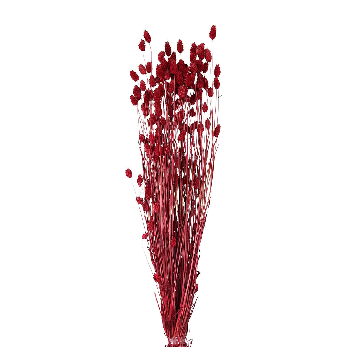 phalaris grass (4 oz) red