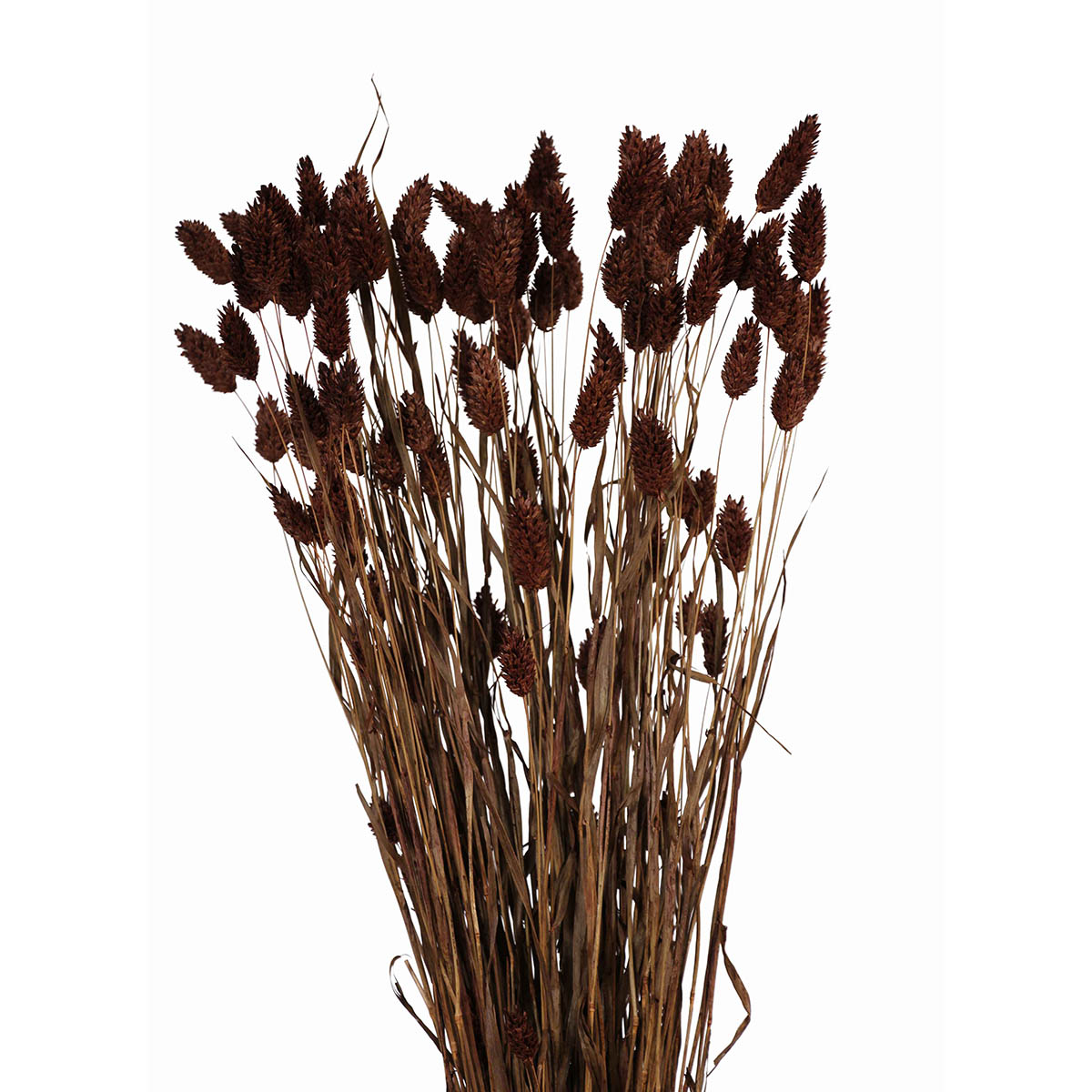 phalaris grass (4 oz) mahogany