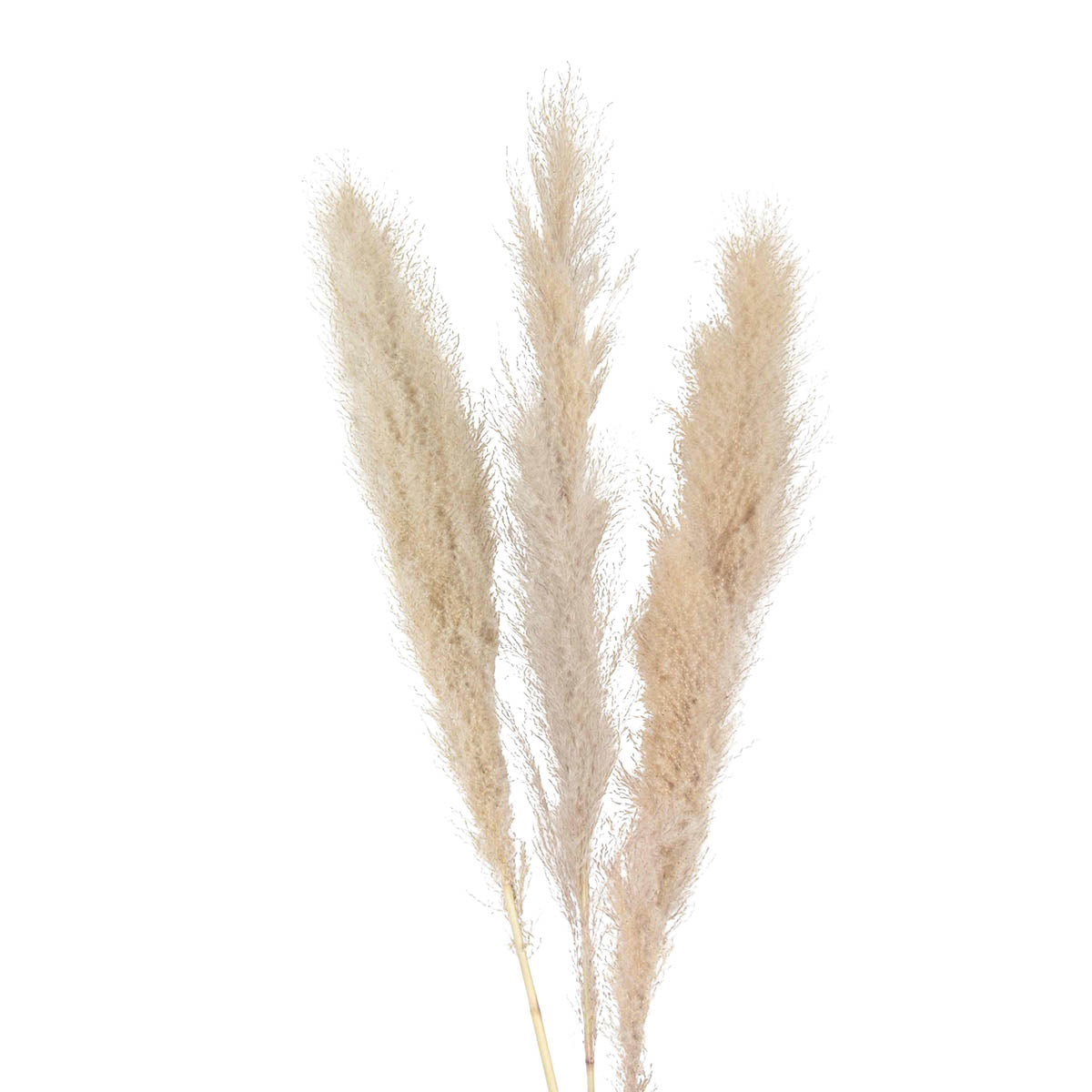 phalaris grass - 2oz - bleached