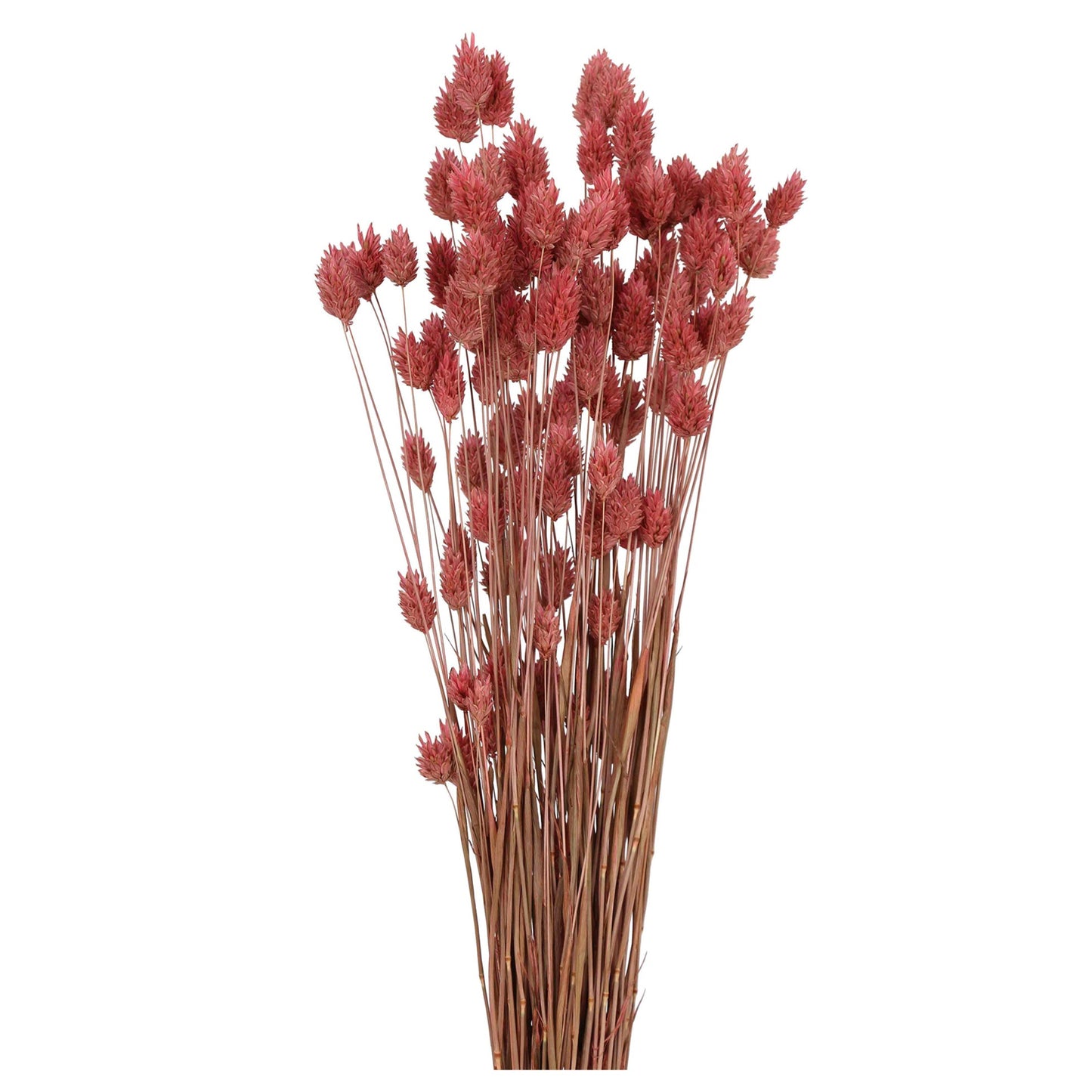 phalaris grass - 2oz - rose pink