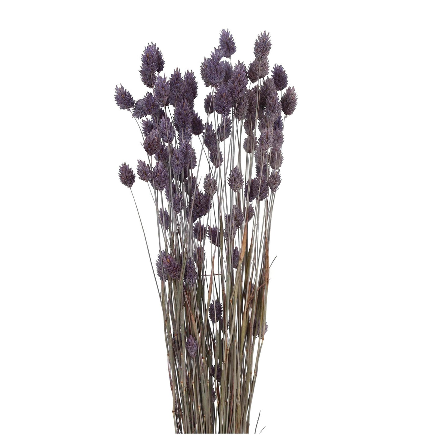 phalaris grass - 2 oz - light purple