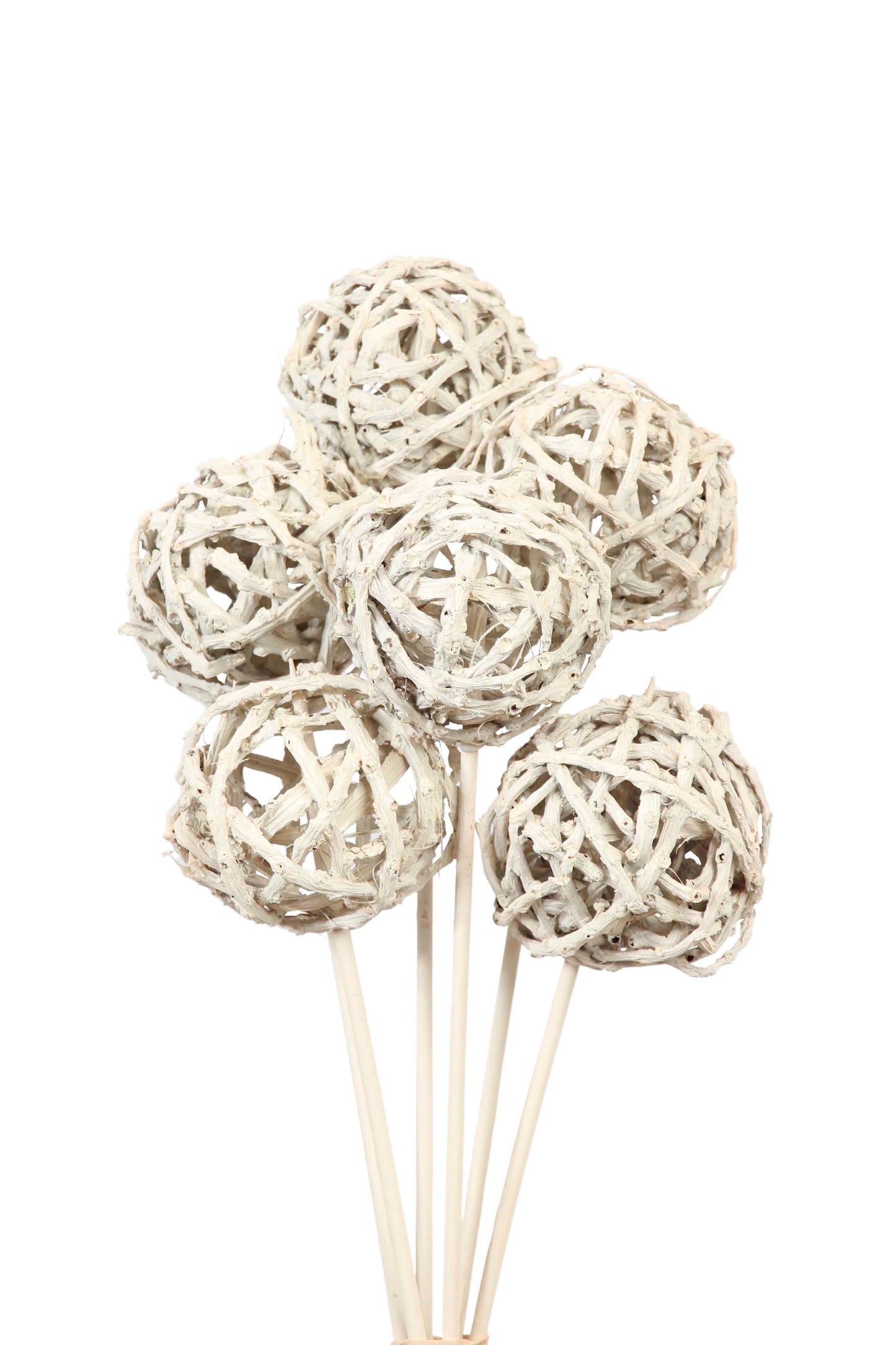 root ball 8cm (6 stem) white wash