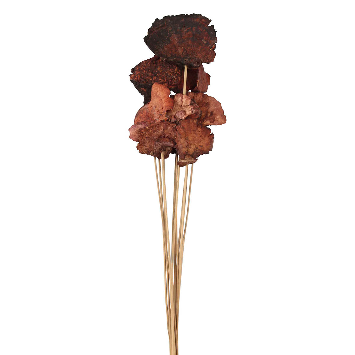 sponge mushroom (5 stem) mahogany