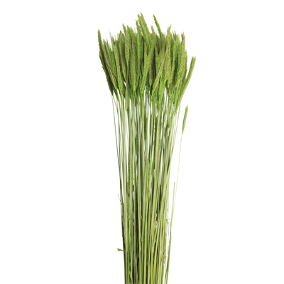 rye (6 oz) moss green
