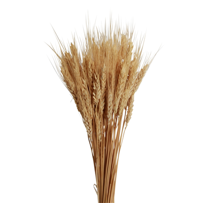 bearded wheat - 6oz - natural blonde
