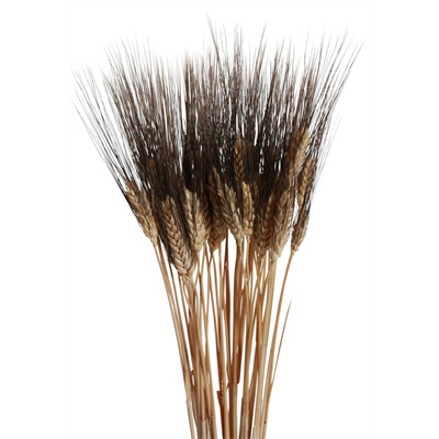 bearded wheat - 6oz - natural black