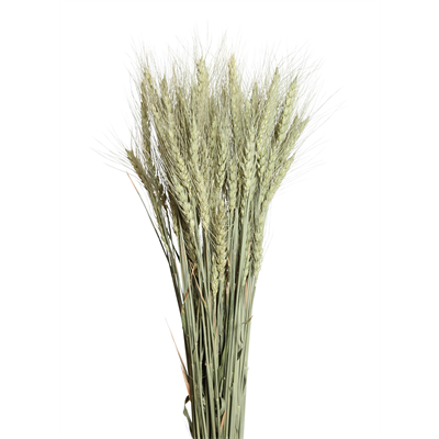bearded tarwe - 6oz - natural