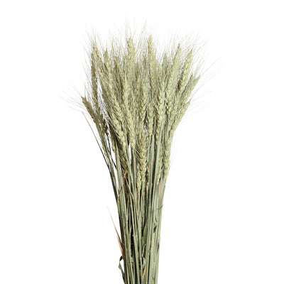 bearded tarwe - natural - bulk - 20/case