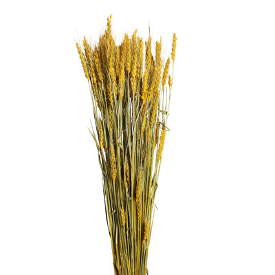 bearded tarwe - yellow - bulk - 20/case