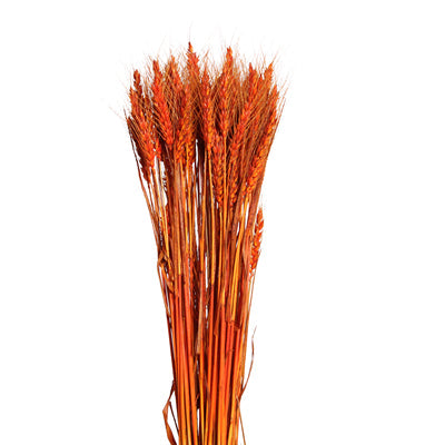 bearded tarwe - orange - bulk - 20/case
