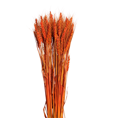 bearded tarwe - 6oz - orange
