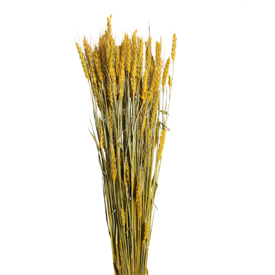 bearded tarwe - 6oz - yellow